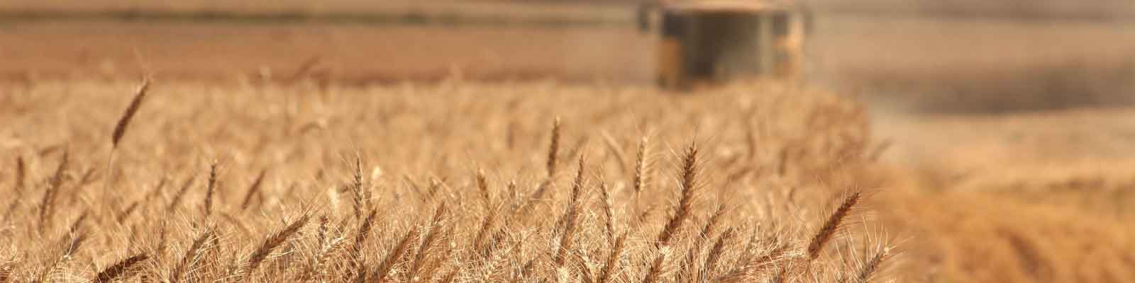 Wheat growing on a farm