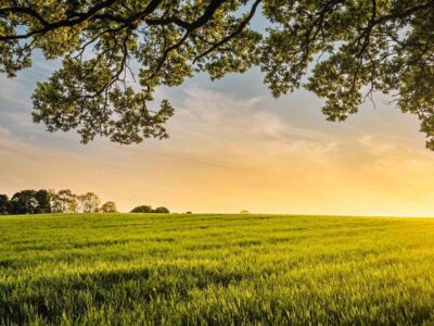 Farm field with sunset